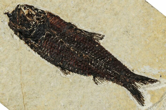 Detailed Fossil Fish (Knightia) - Wyoming #356818